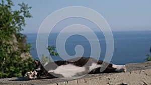 A Serene Feline: A Black and White Cat Lounging on a Majestic Stone Wall