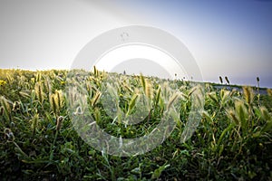 A serene field of tall grasses during sunset