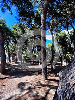 Serene forest landscape with tall trees under clear blue sky. Porto Sant\'Elpidio, Italy photo