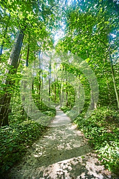 Serene Forest Path and Dappled Sunlight at McCormick's Creek Falls, Indiana