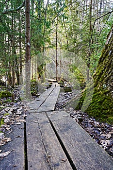 Serene forest path surrounded by trees and a prominent tree trunk