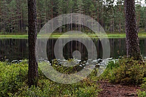 Serene forest pond in summer with focus on the pine tree trunk in the foreground photo