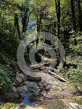 Serene Forest Stream