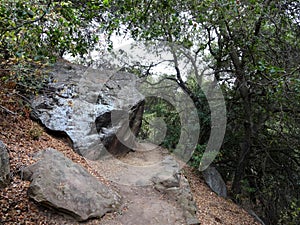 Serene Forest Trail in Santa Barbara Mountains