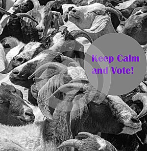 Serene goat, head above the herd, urges voters to avoid stress and vote