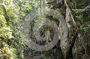 Serene image features a lush, green forest pathway framed by towering rocky cliffs of Dovbush pantries photo