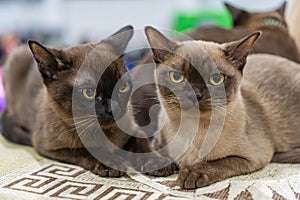 A serene image of two Siamese cats, one facing the other, both sitting on a patterned surface The cats are medium-sized, muscular