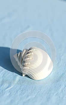 Single White Seashell on Blue Cloth
