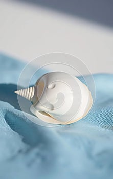 Single White Seashell on Blue Cloth