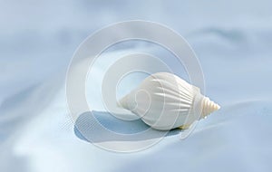 Single White Seashell on Blue Cloth