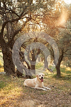A serene Labrador Retriever dog rests in a sun-dappled olive grove
