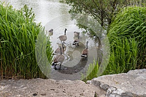 A serene lakeside scene - a group of Canada geese entering shallow waters - surrounded by lush greenery and rocks