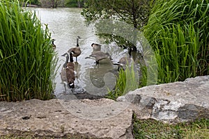 A serene lakeside scene - a group of Canada geese entering shallow waters - surrounded by lush greenery and rocks