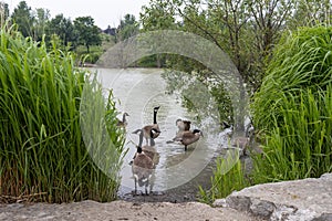 A serene lakeside scene - a group of Canada geese entering shallow waters - surrounded by lush greenery and rocks