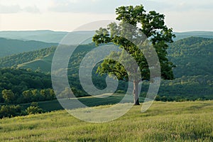 Serene Landscape with Lone Tree Overlooking Hills