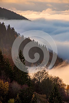 Klidná krajina s bujnými stromy skrytými v oblacích. Kremnické hory, Slovensko.