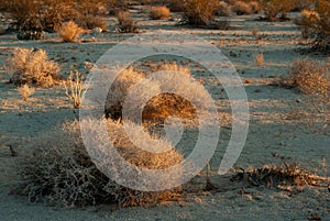 Serene landscape of a morning desert sun on tumbleweeds on the desert ground