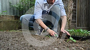 Serene male farmer planting seedlings of cucumbers in loosened black soil in the organic garden of his summer cottage