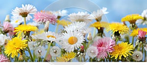 Serene meadow with white and pink daisies, yellow dandelions under morning light against blue sky.