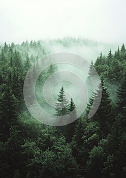 Foggy Forest Minimalist Wallpaper photo