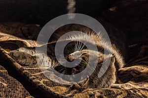 A serene moment of feline elegance and tranquility. A British Fold cat rests gracefully on a soft blanket, basking in photo