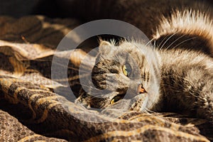 A serene moment of feline elegance and tranquility. A British Fold cat rests gracefully on a soft blanket, basking in photo