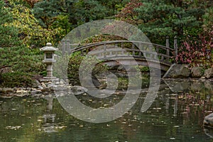 Serene Morning in a Japanese Garden