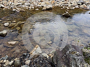 A serene and natural landscape featuring a clear, shallow stream flowing over a bed of multicolored rocks and pebbles.