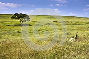 Serene nature landscape of the midwest Kansas Tall