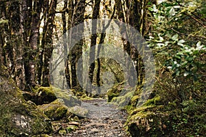 Serene nature pathway through moss-covered forest trees