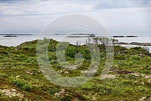 Serene Norwegian tundra, sparse trees, moss rocks overlooking Arctic waters