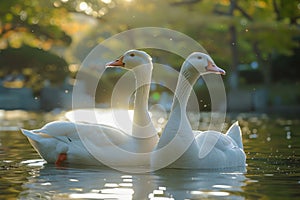 Serene Pair of White Geese Floating Gently on a Tranquil Lake at Golden Hour with Sunlight Sparkling on the Water