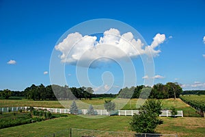 serene panorama of a rural landscape with a white fence, green grass, verdant trees