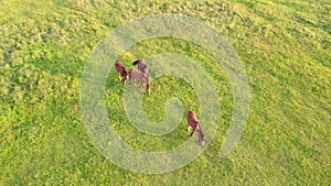 Serene Pastoral Symphony: Horses Grazing in Lush Fields