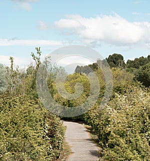 Serene Path Through Lush Green Park