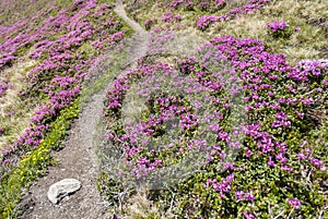 Serene path among pink flowers