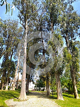 Serene path through a sundappled eucalyptus grove. Tall, slender trees create a natural cathedral of light and shadow, perfect for