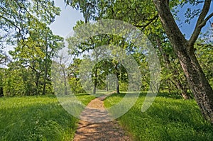 Serene Path Under the Live Oaks