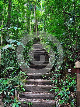 Serene and peaceful stairway in a forest photo