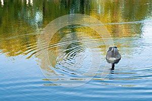 Serene Pond Scene