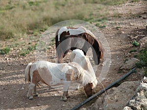 Serene ponies