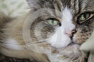 Serene Ragamuffin Cat Resting