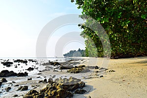 Serene Rocky Beach with Lush Green Mangroves on Bright Sunny Day - Vijaynagar, Havelock Island, Andaman, India