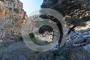 Serene rocky landscape with a solid old olive tree and natural tranquillity