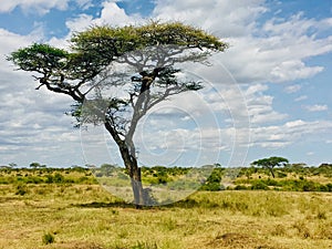 Serene Savanna: Vast Grassland with Majestic Tree