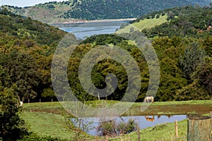 Serene scene of a grazing horse reflected in a pond, with a forest and body of water in the background