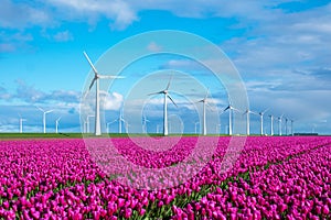 A serene scene unfolds as purple tulips sway gracefully in a vast field, with majestic windmills towering in the