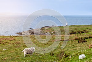 The serene Scottish coastline in Highland Council features a solitary sheep and lighthouse amid the lush greenery
