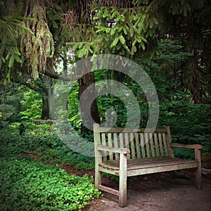 Serene setting park bench in the woods