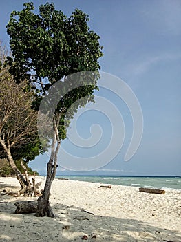 Serene Shorelines